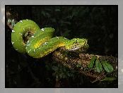 Drzewo, Corallus batesii, Wąż, Zielony, Boa