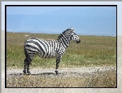 Duża, Zebra