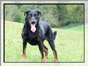 Beauceron, Duży, piękny