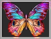Motyl, Duży, Kolorowy