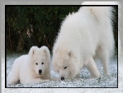 Samojed, Duży, Mały