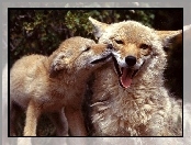 Wilki, Dwa