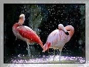Deszcz, Dwa, Flamingi