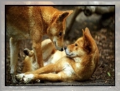 Dingo, Dwa, Pieski