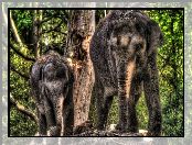 Drzewa, Dwa, Słonie