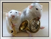 Instrumenty, Dwa, Szczury
