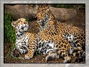 Dwa, Jaguary