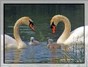 Łabędzie, Jezioro, Dwa, Małe
