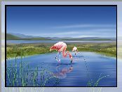 Dwa, Grafika 2D, Jezioro, Flamingi