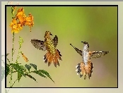 Kwiaty, Dwa, Kolibry