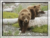 Niedźwiadki, Dwa, Młode