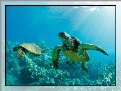 Żółwie, Ocean, Dwa, Wodne