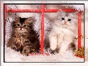 Okno, Dwa, Koty