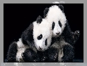 Panda, Dwa, Misie