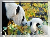 Panda, Dwa, Misie