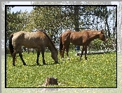 Pastwisko, Dwa, Konie