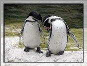 Pingwiny, Dwa