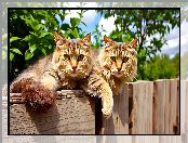 Grafika AI, Płot, Dwa, Koty, Zieleń, Niebo