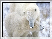 Polarne, Dwa, Misie