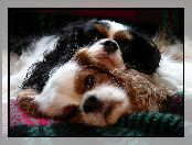 Cavalier King Charles spaniel, Dwa, Psy