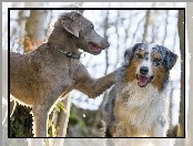 Australian shepherd, Wyżeł weimarski, Owczarek australijski