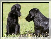 Czarne, Flat coated retriever, Dwa, Psy