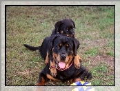 Dwa, Rottweilery