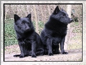 Schipperke, dwa, siedzące