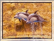 Skały, Dwa, Delfiny
