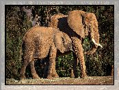 Słoniątko, Dwa, Słonie