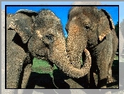 Słonie, Dwa, Objęte
