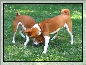 trawa, dwa, Basenji