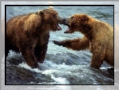 Walka, Dwa, Niedźwiedzie