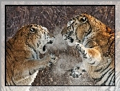 Walka, Dwa, Tygrysy