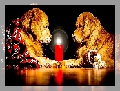 Psy, Świeca, Dwa, Golden retrievery