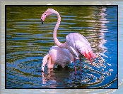 Woda, Dwa, Flamingi
