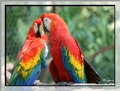 Papugi, Dwie, Kolorowe