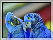 Papugi, Dwie, Niebieskie