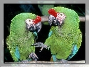 Papugi, Dwie, Zielone