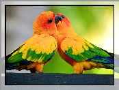 Papużki, Dwie, Kolorowe