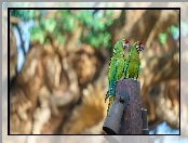 Dwie, Ary zielone, Ptaki, Papugi