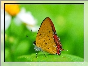Liść, Dwukolorowy, Motyl