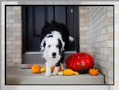 Dynia, Pies, Border Collie