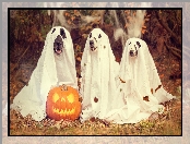 Dynia, Trzy, Jesień, Liście, Psy, Halloween