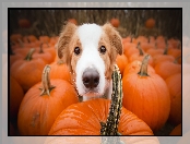 Dynie, Pies, Border collie