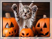 Mały, Kot, Halloween, Dynie