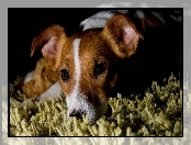 Dywan, Pies, Jack Russell terrier