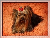 Dywan, Yorkshire Terrier, Kokardka