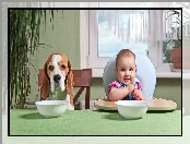 Śmieszne, Jedzenie, Pies, Dziecko, Beagle