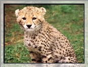 Gepard